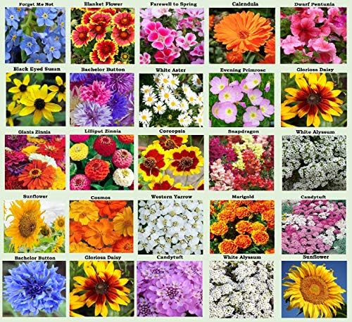 25 Heirloom Flower Seed Packets for Planting: 20+ Varieties Flower Seeds - Forget Me Not, Sunflower, Marigold, Zinnia Lilliput, Snapdragon