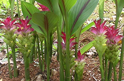 White Turmeric- Zedoary /Thai White Kha-Mint Live Plant