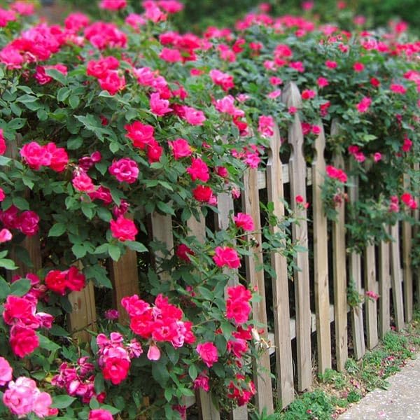 Brighter Blooms - Double Pink Knock Out® Rose Shrub, 1 Gallon - No Shipping to AK, AZ, HI