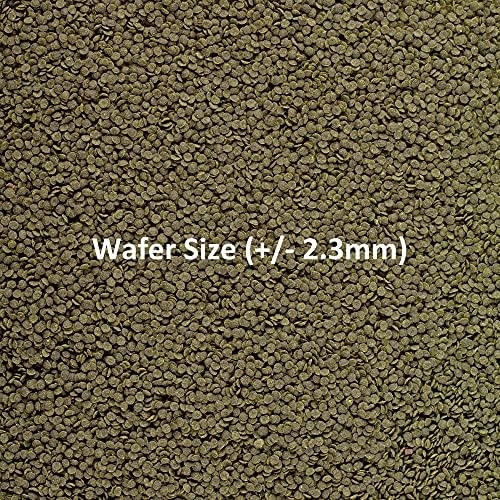 Ocean Nutrition Shrimp Wafers - Sinking Shrimp Food 0.53 oz (15 g) | Freshwater Shrimp Tank (Neocaridina, Caridina, Ghost Shrimp Live, Amano