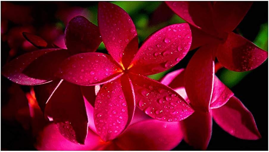 Rare Dark Red Plumeria C9-10 Inch Hawaiian Lei Cutting Premium Frangipani