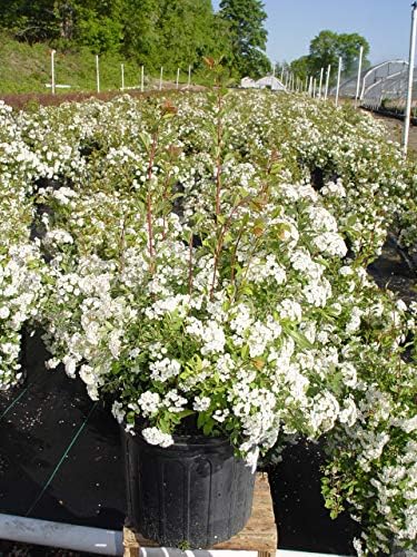 Proven Winners - Spiraea jap. Double Play Gold (Spirea) Shrub, , #3 - Size Container