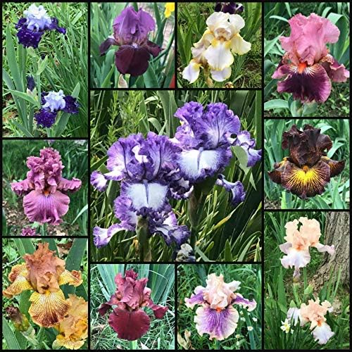 Bearded Iris Mixed Colors - for Planting - (5)