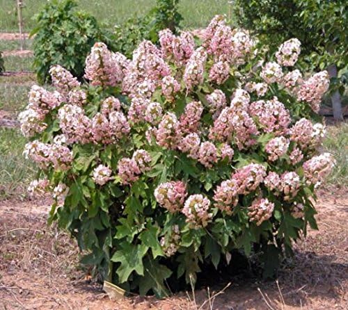 Munchkin Dwarf Oakleaf Hydrangea - Live Plant - (1 PT)