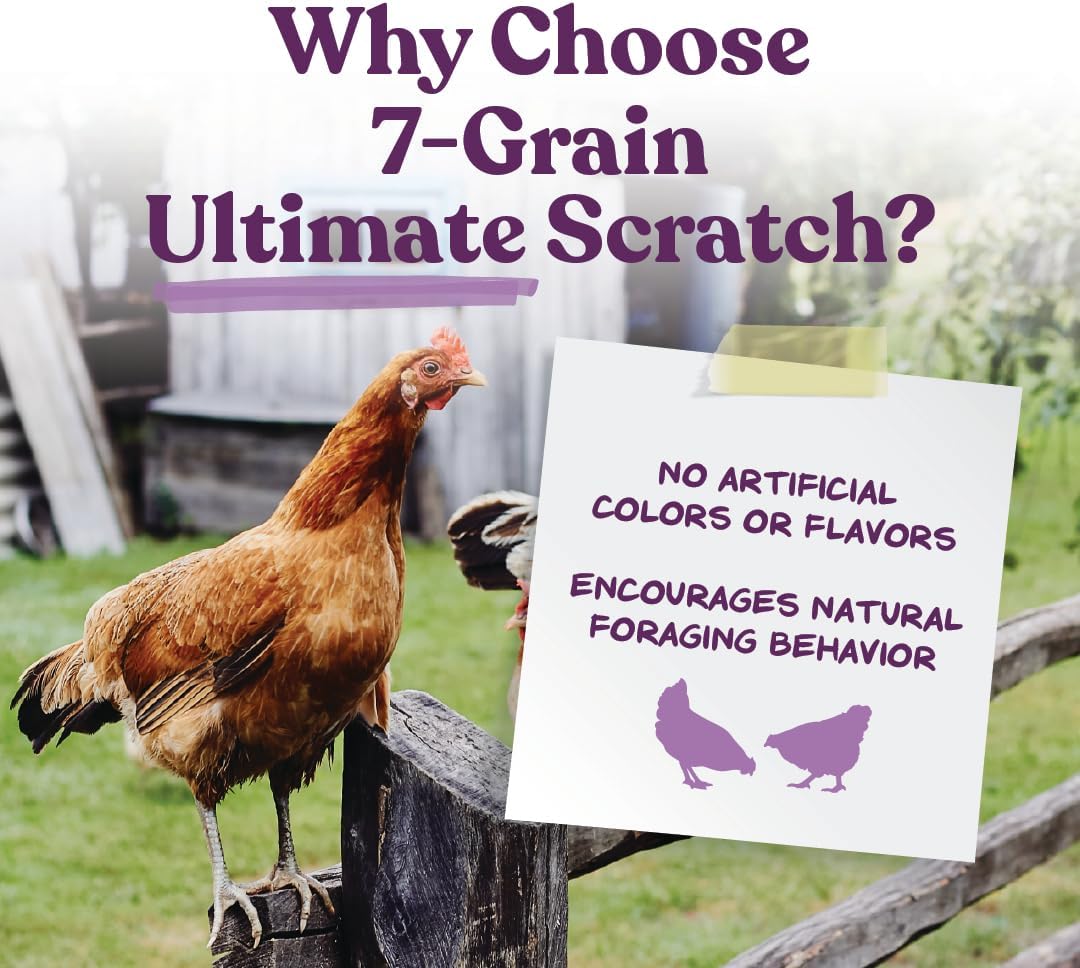 Manna Pro 7-Grain Ultimate Chicken Scratch Treat, Non-GMO, 10 lb Bag | 7-Grain Scratch Treat Blend, Non-GMO Ingredients, Natural Multigrain Recipe