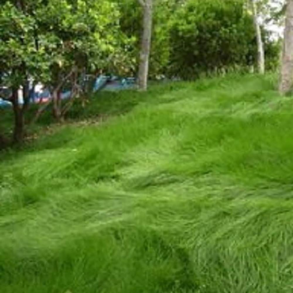 Creeping Red Fescue Lawn Grass Seeds, 1 Pound Pure Seeds by Seeds2Go
