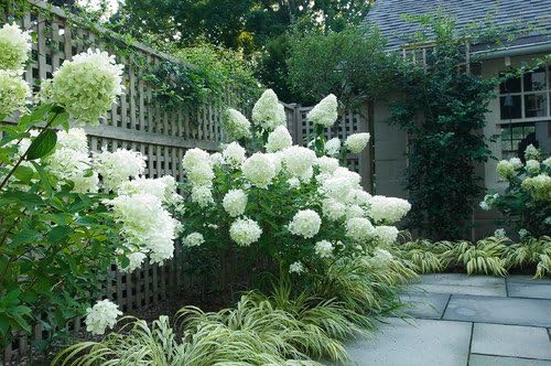 Unique Hydrangea Paniculata - Live Plant Shipped 2 Feet Tall by DAS Farms