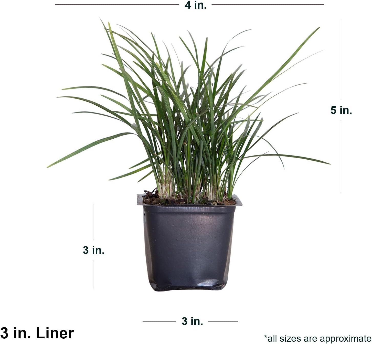 Mondo Grass 18 Pack - Evergreen Groundcover - Full Sun to Part Sun Live Outdoor Plant Loropetalum Grass Plugs