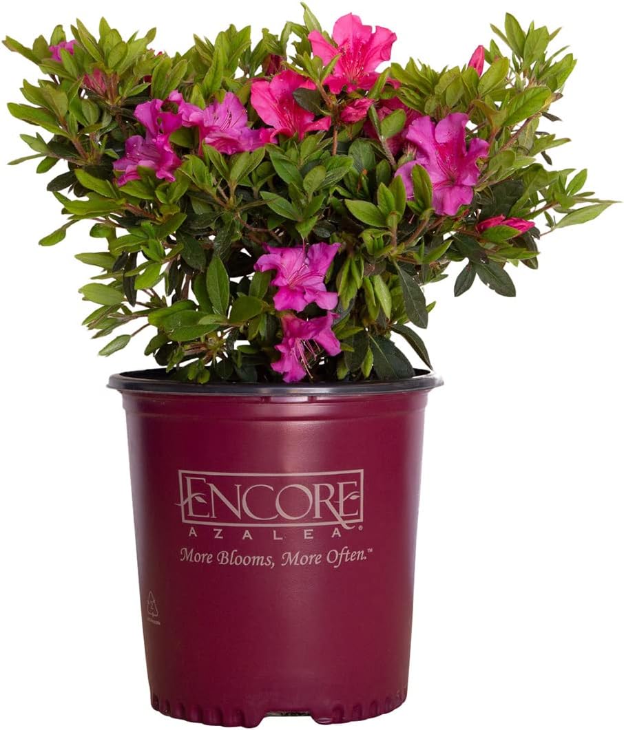 Encore Azalea Autumn Sangria (1 Gallon) Pink Flowering Shrub - Full Sun Live Outdoor Plant
