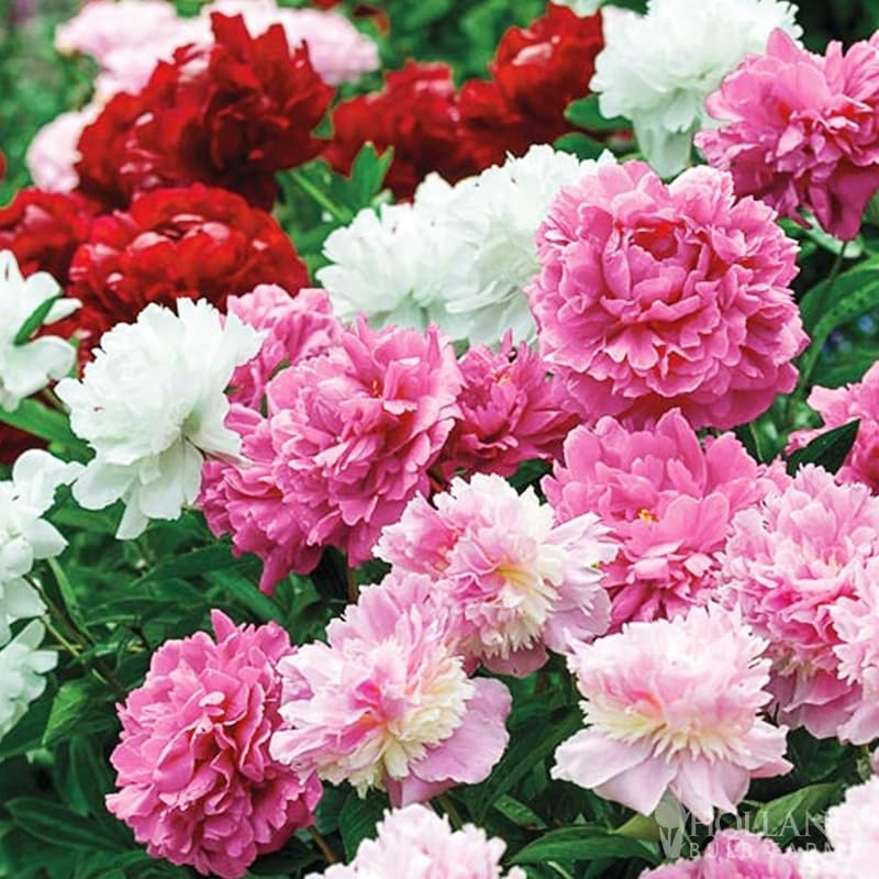 Mixed Peony Jumbo Pack - 6 Paeonia Large Roots - White, Pink, Red