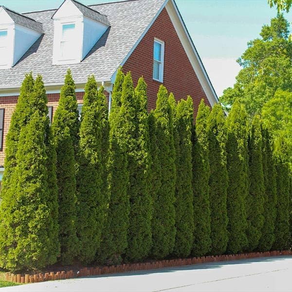 Brighter Blooms - Emerald Green Arborvitae, 2-3 ft. - No Shipping to AK, AZ, HI, OR