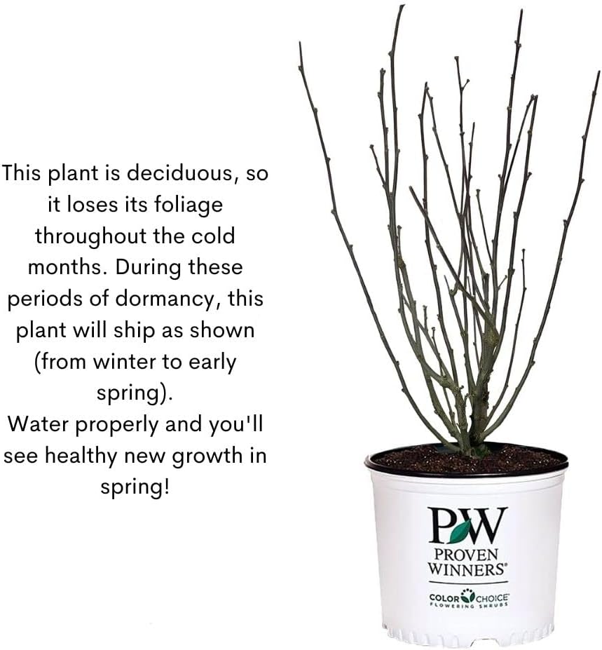 Proven Winners 2 Gal. Dark Lavender Chiffon Rose of Sharon (Hibiscus) Shrub