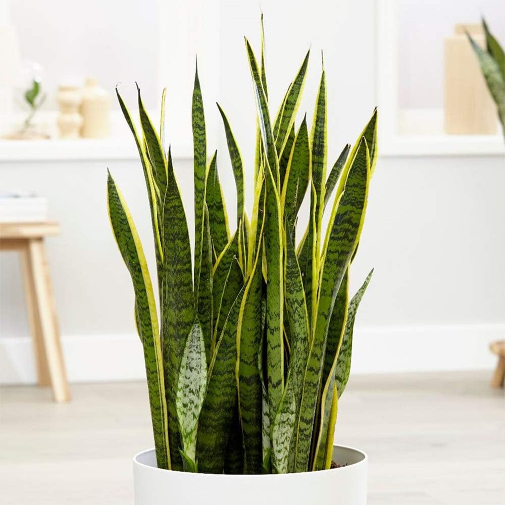 American Plant Exchange Snake Plant – Medium 6-Inch Pot Yellow Sansevieria Trifasciata, Drought-Tolerant, Air-Purifying Live Houseplant for Home