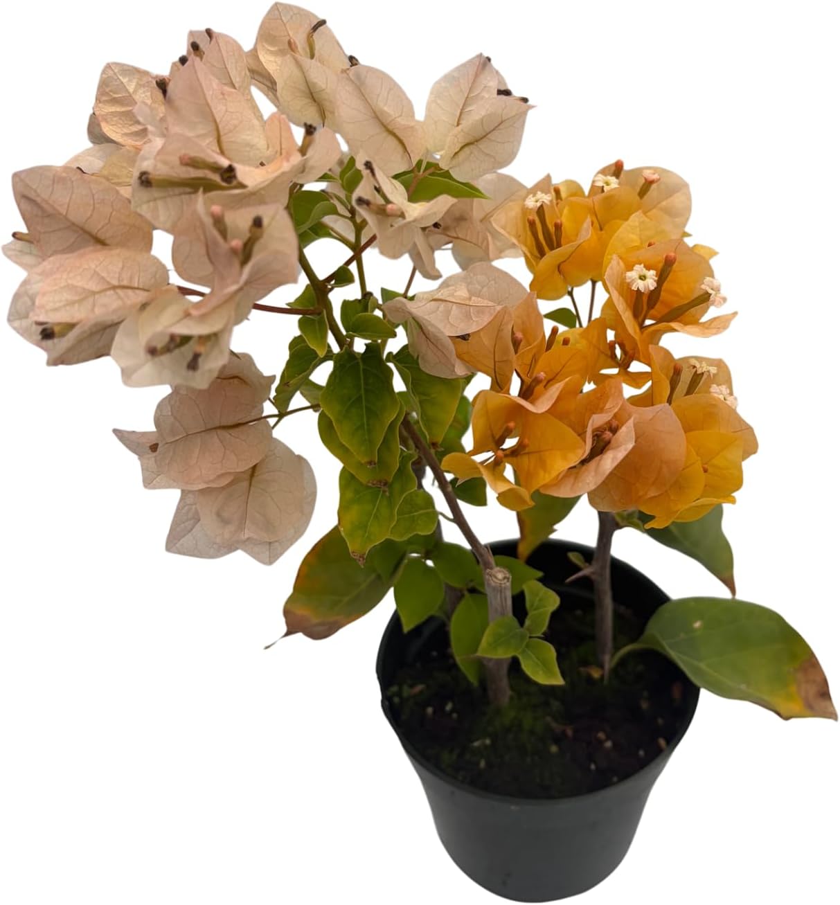Yellow Bougainvillea - Everblooming - Indoors/Outdoors/Patio - 4" Pot