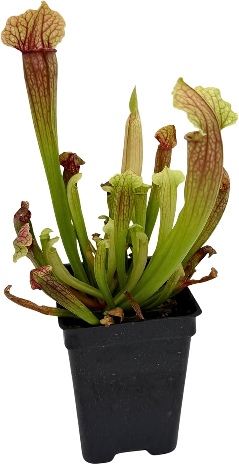 American Pitcher Plant - Sarracenia 'Judith Hindle' - Trumpet Pitcher Plant - Carnivorous Plant