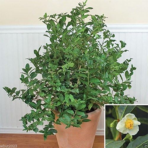 Green Tea Plant Seeds - Camellia sinensis, also known as Tea Plant, Tea Tree (10 Seeds)