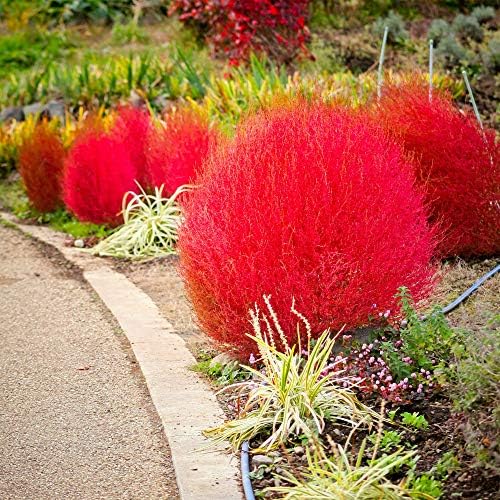 Outsidepride Kochia Trichophylla Burning Bush Seeds - 5000 Count (Vibrant Fall Color, Drought Tolerant) Shrubs and Bushes Live Plants Outdoor, No Maintenance Bushes for Landscaping