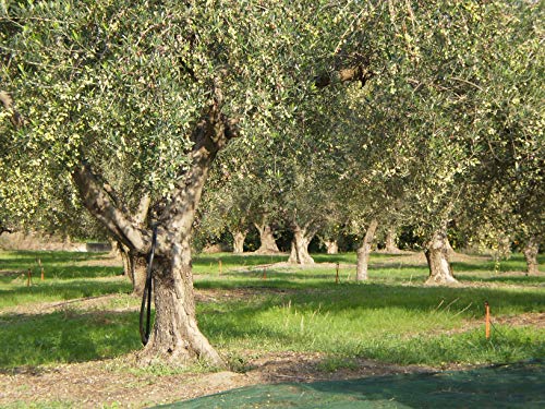 Laconiko Ultra Premium Extra Virgin Olive Oil | New 2025 HARVEST | NYIOOC 2025 GOLD MEDAL | MADE in GREECE | #1 MOST AWARDED GREEK OLIVE OIL BRAND