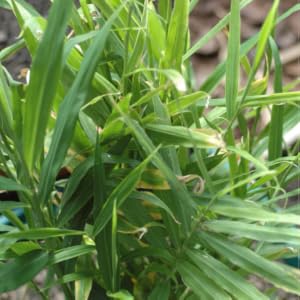 Lush ginger leaves add tropical flair to a spice garden.