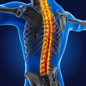 Spine-Friendly S-Curve Support