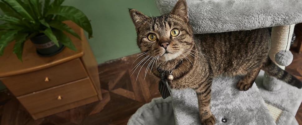 cat tree for all cats