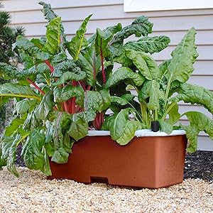 Greens growing in an EarthBox container gardening system