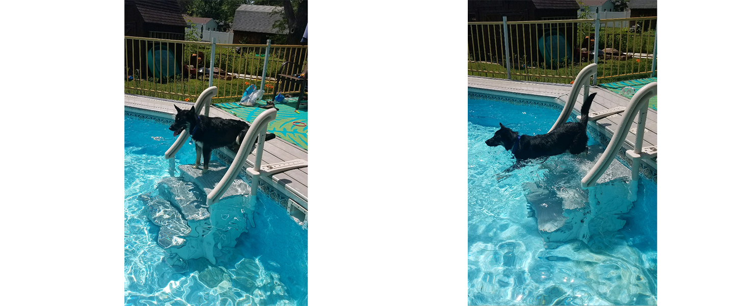 dog jumping off of CCX-IG