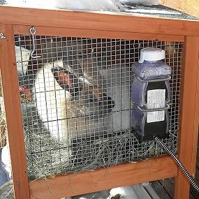 Farm Innovators Heated Water Bottle for Rabbits