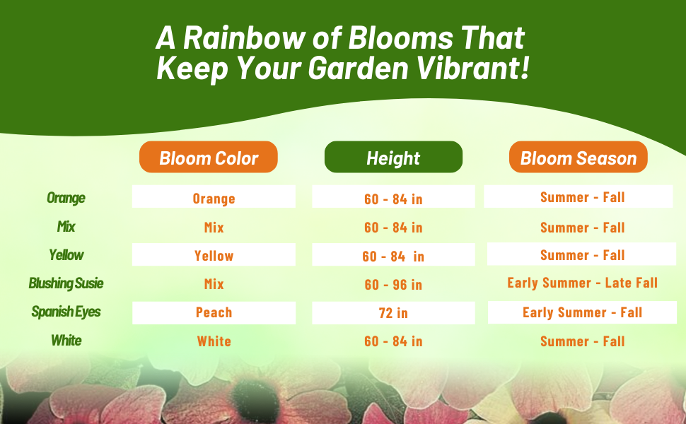 Bloom Season, Color, &amp;amp; Height Chart of Thunbergia Black-eyed Susan Vine Flowers