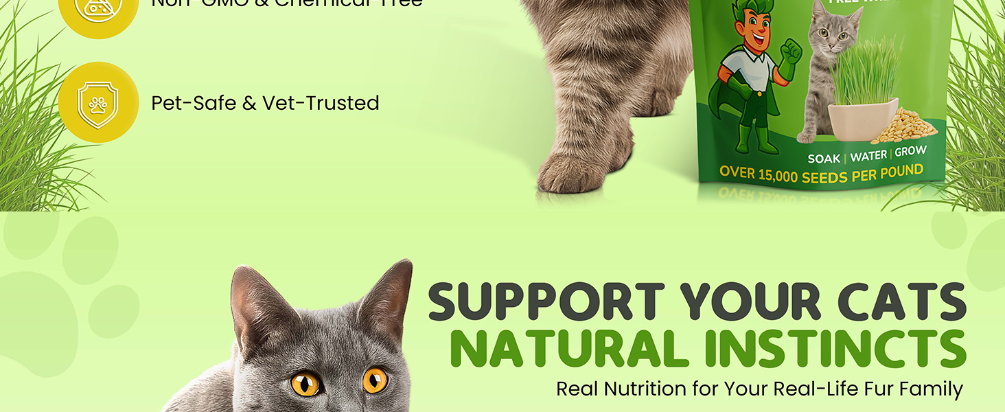 Gray cat eating fresh cat grass, Todd&amp;#39;s Seeds wheatgrass, fast growth, rich in nutrients