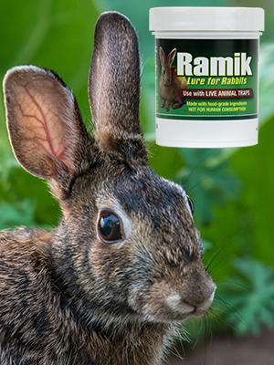 Rabbit lure for use as bait in traps