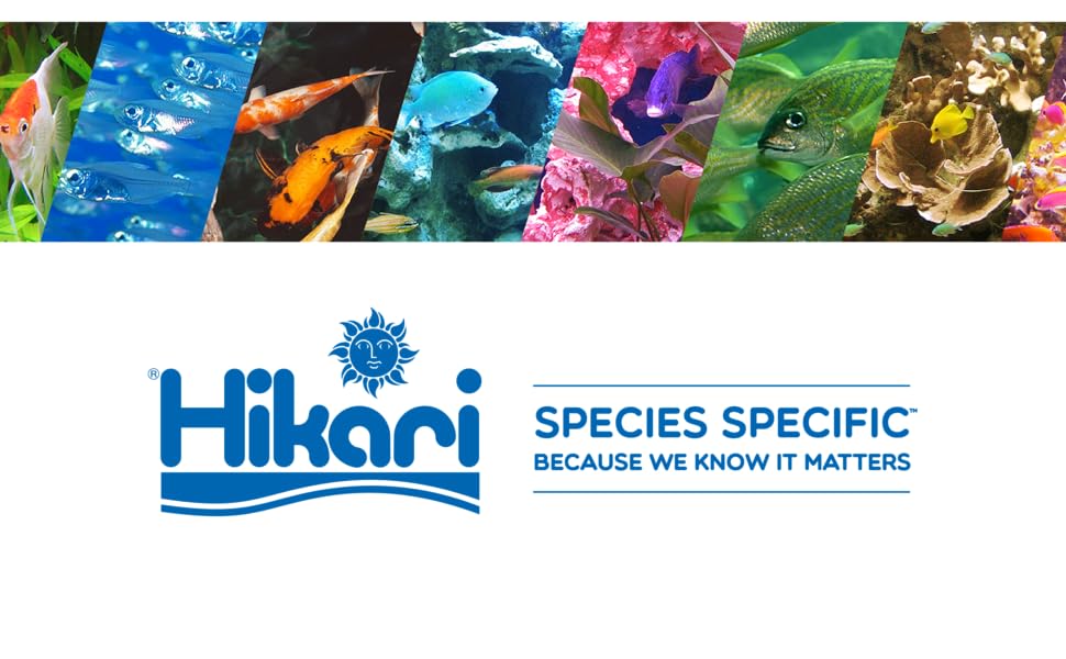 Hikari SS Logo With Colorful Banner