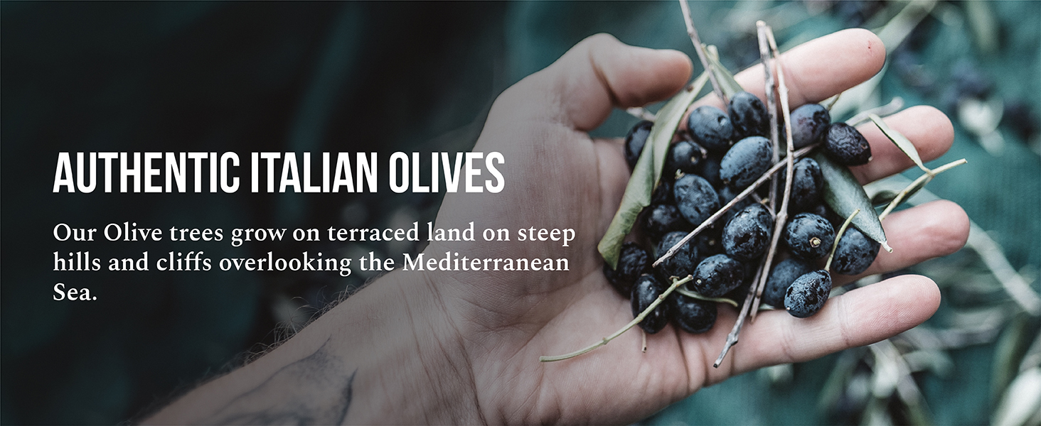 ROI Cultivar Ogliarola-Taggiasca Ligurian polyphenol rich olive oil liguria italy olio nuovo
