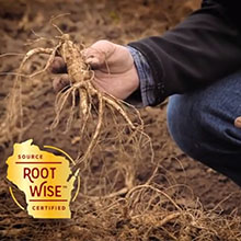 Natural Baumann Ginseng Root