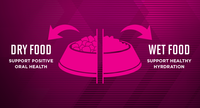 dry food supports positive oral health while wet food supports healthy hydration.