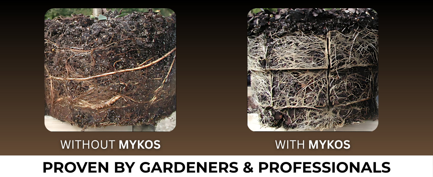 mykos mycorrhizal fungi mycorrhizae