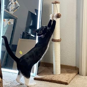cat scratcher