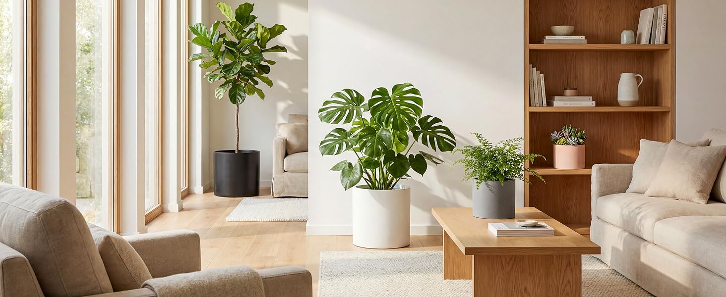 12 and 14 inch fiberstone indoor floor planters for living room monstera and fiddle leaf fig.