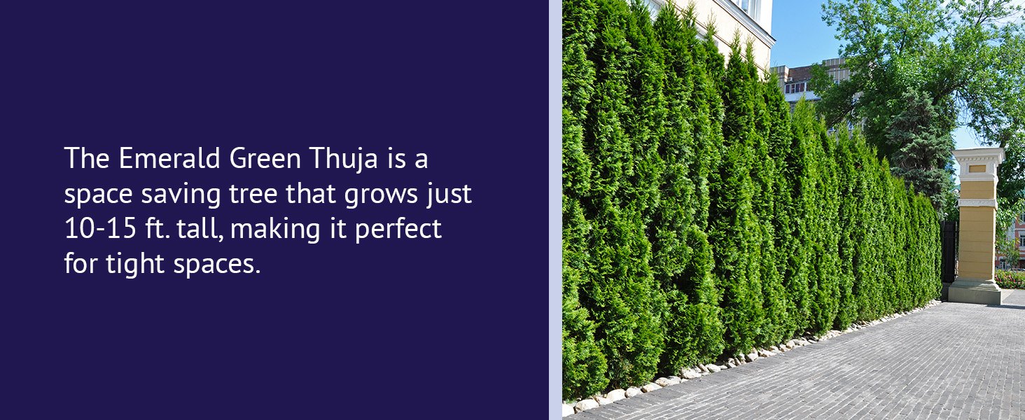 A space saving tree that grows just 10-15 ft. tall, making it perfect for tight spaces.