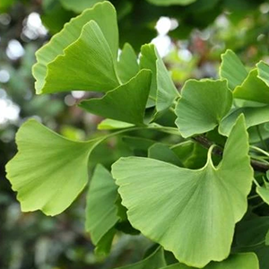 Ginkgo Tree