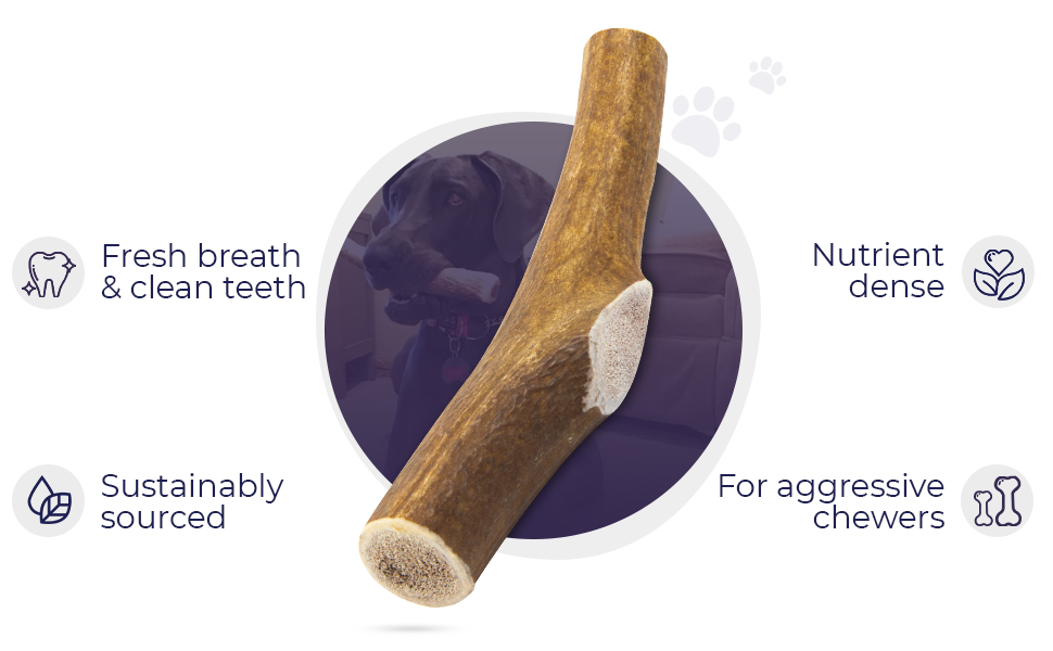 extra large antlers for dogs deer antlers for dogs medium elk horns for large dogs