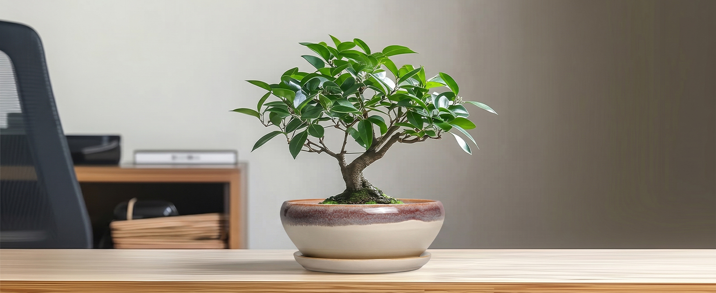 6 inch ceramic plant pot