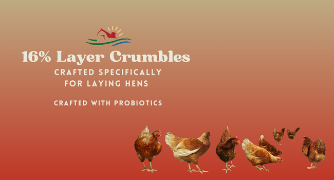 Crafted Specifically for Laying Hens, Crafted with probiotics