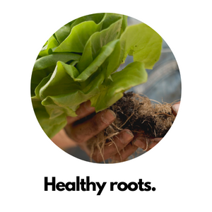 Phosphate is great for promoting strong and healthy roots.