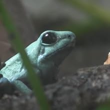 dart frog