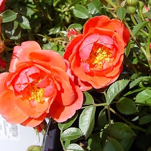 mango;flowers;rose;orange