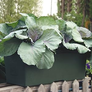 Greens growing in a dark green EarthBox Original planter box