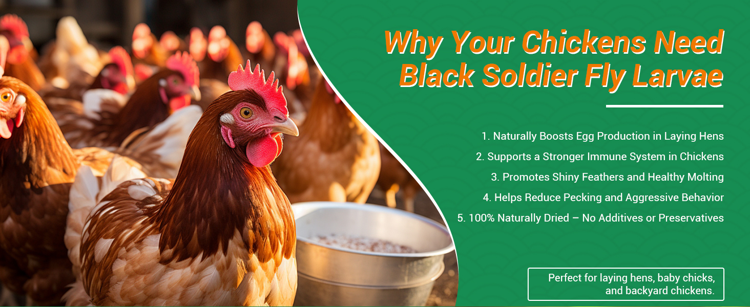 BSFL for chickens to support egg laying, immune health, and reduce pecking