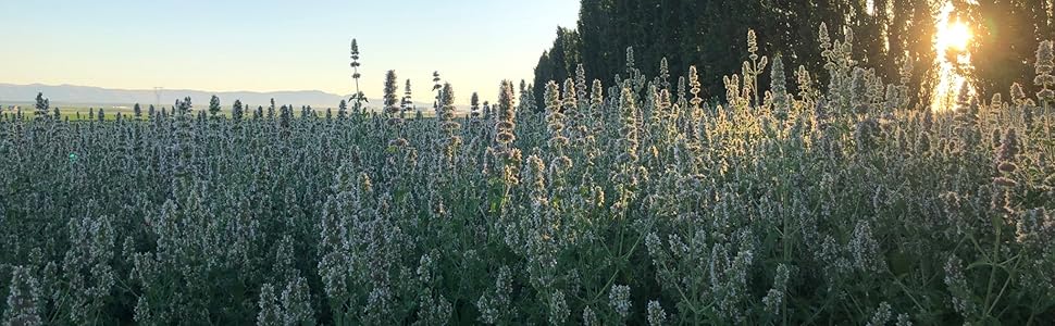 Catnip Field