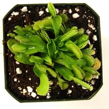 fly trap